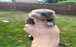 Ferret rodents for sale: Two male hobs micros  - Image 3