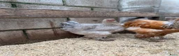 Chickens poultry for sale: Hatching Eggs🐣USA Bearded Silkies,Brahmas,Vorwerk - Advert 36