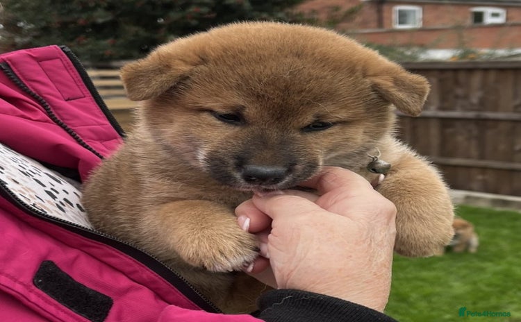 Japanese Shiba Inu dogs - Advert 1