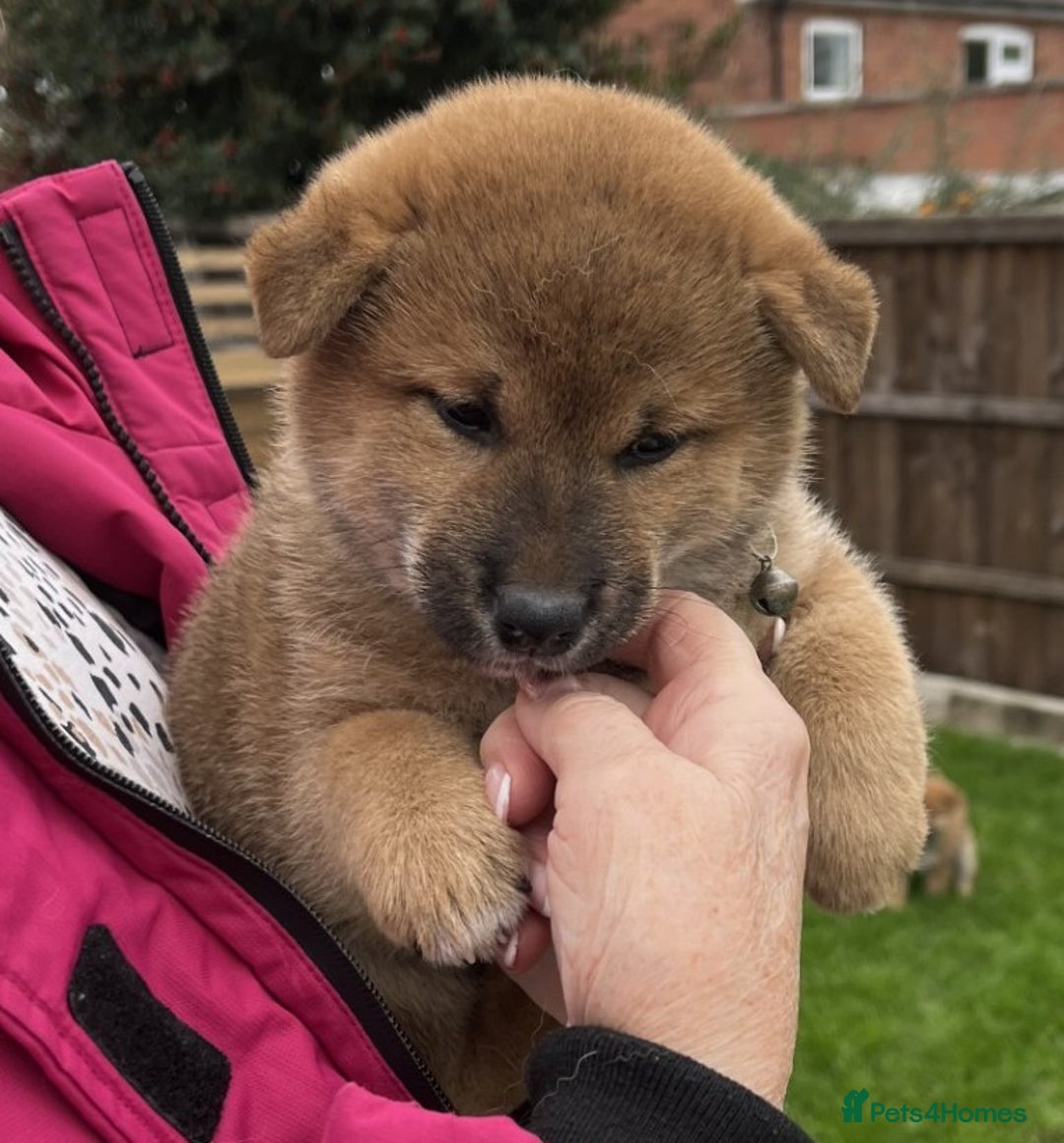 Japanese Shiba Inu dogs for sale: Last Boy - 15 yrs exp Health Checked - Image 7