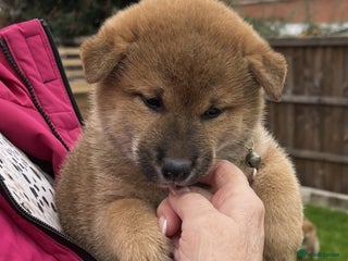 Japanese Shiba Inu dogs - Advert 5