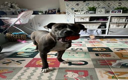 Mixed Breed dogs for sale: Staffy cross - Image 6