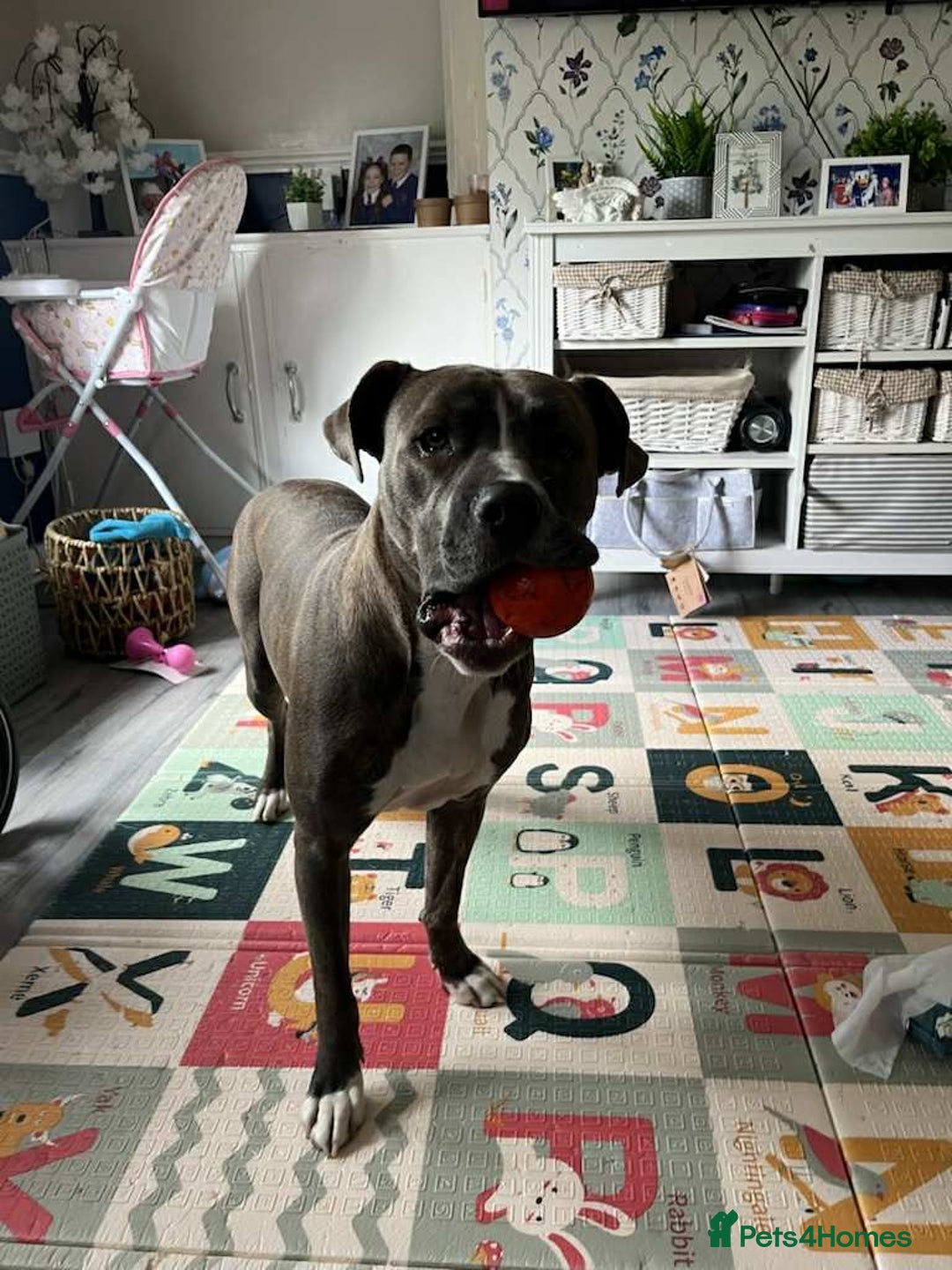 Mixed Breed dogs for sale: Staffy cross - Image 6