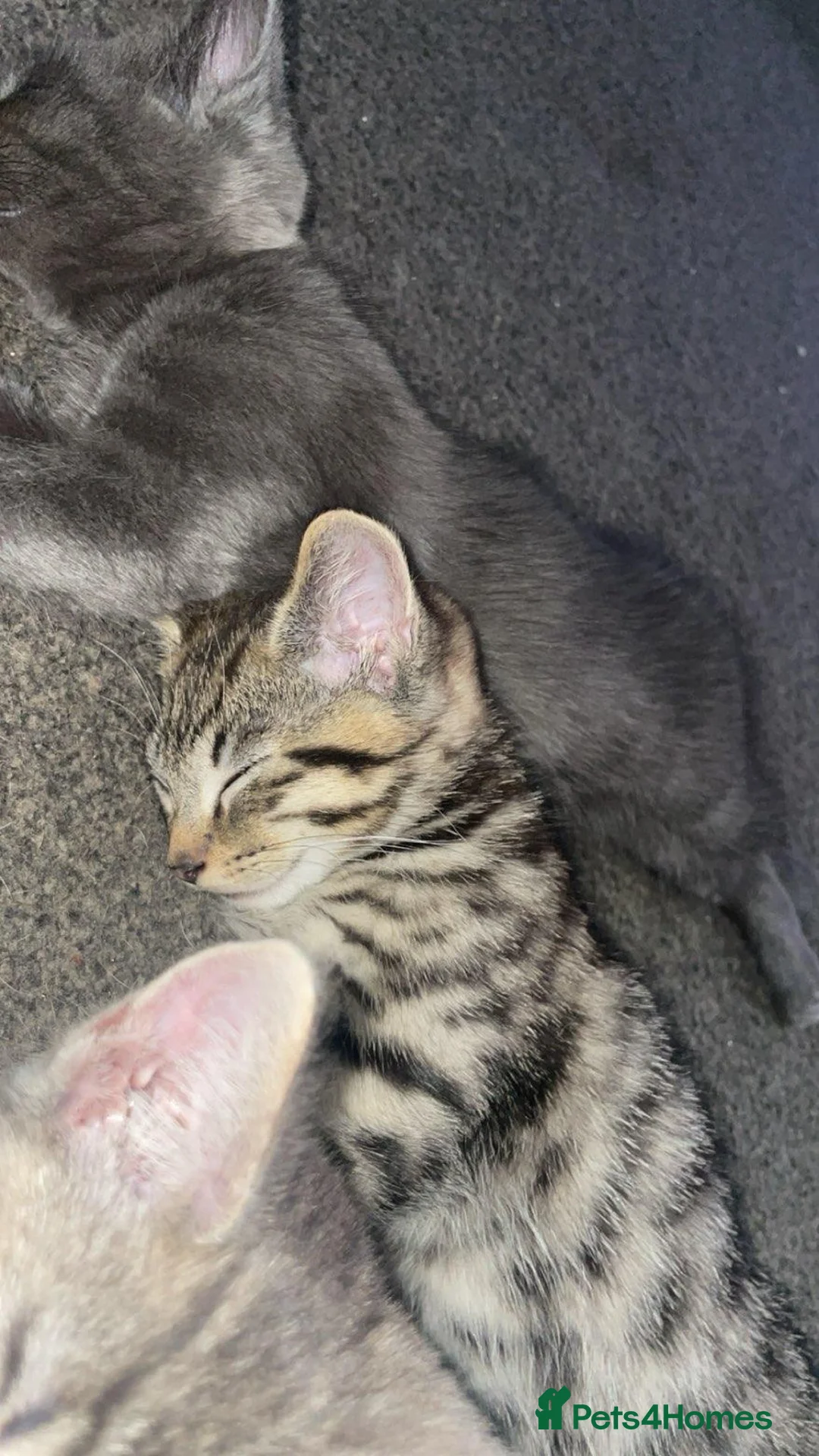 Mixed Breed cats for sale: British shorthair Cross kittens  - Advert 2