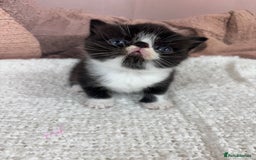 Exotic cats for sale: ⭐️ Exotic kittens 1 male 2 female ⭐️ - Image 6