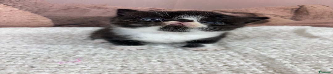 Exotic Kitten 2