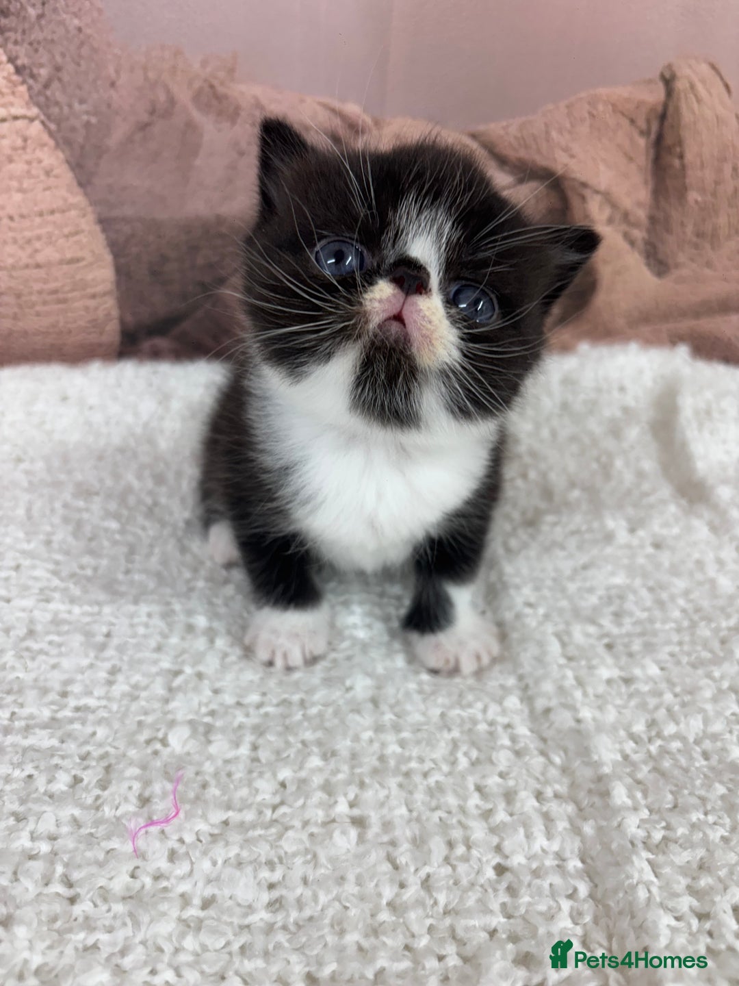 Exotic cats for sale: ⭐️ Exotic kittens 1 male 2 female ⭐️ - Image 6