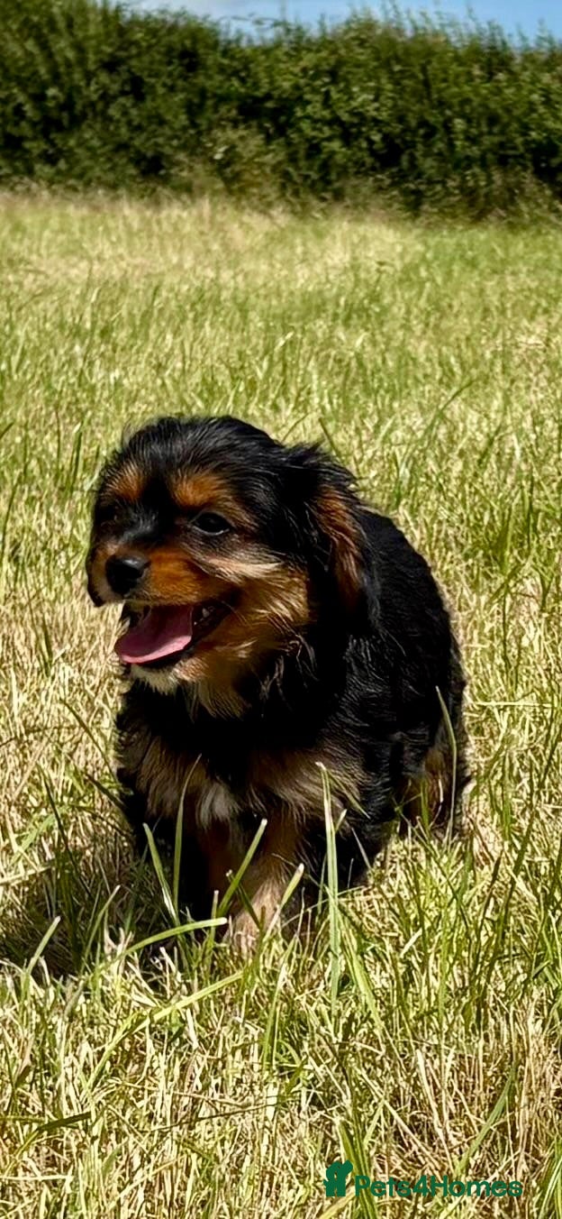 Mixed Breed dogs Cavalier x Biewer terrier  - Advert 3