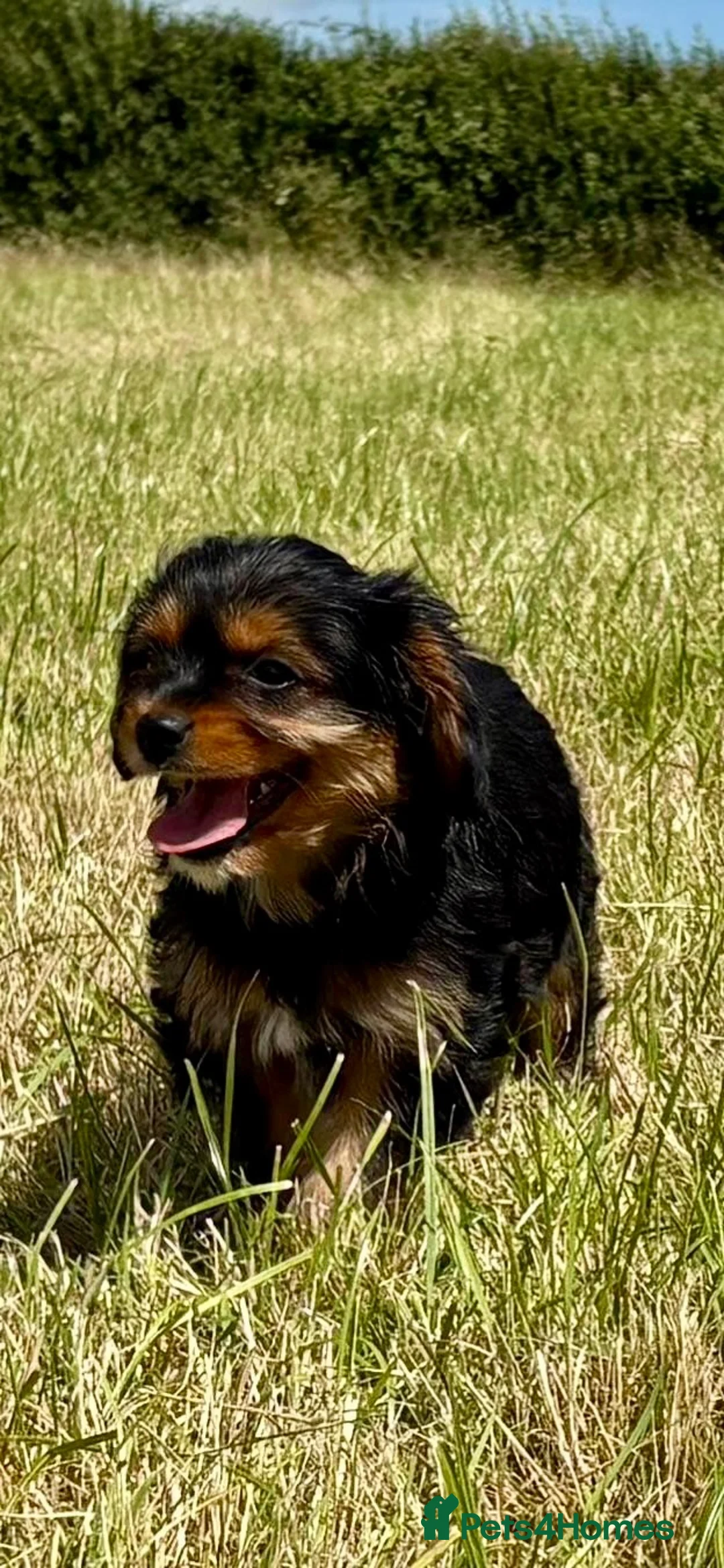 Mixed Breed dogs for sale: Cavalier x Biewer terrier  - Advert 1