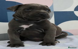 Mixed Breed dogs for sale: American bulldog mix puppy - Image 3