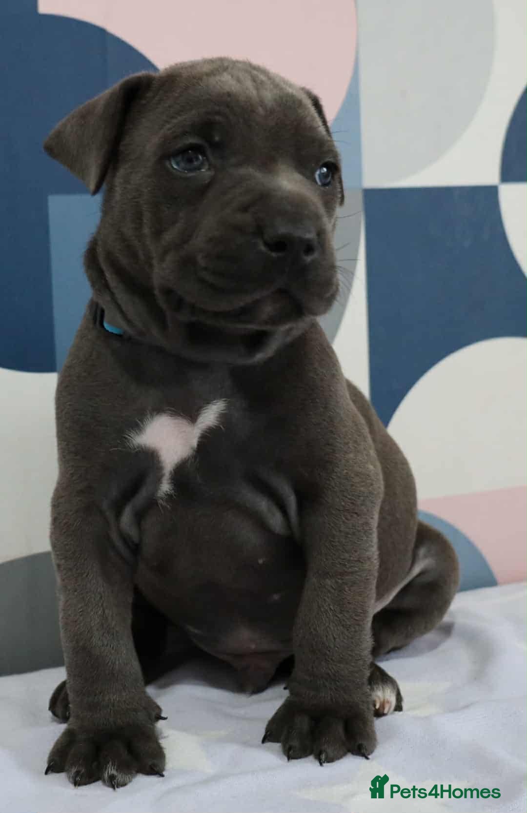 Mixed Breed dogs for sale: American bulldog mix puppy - Image 3