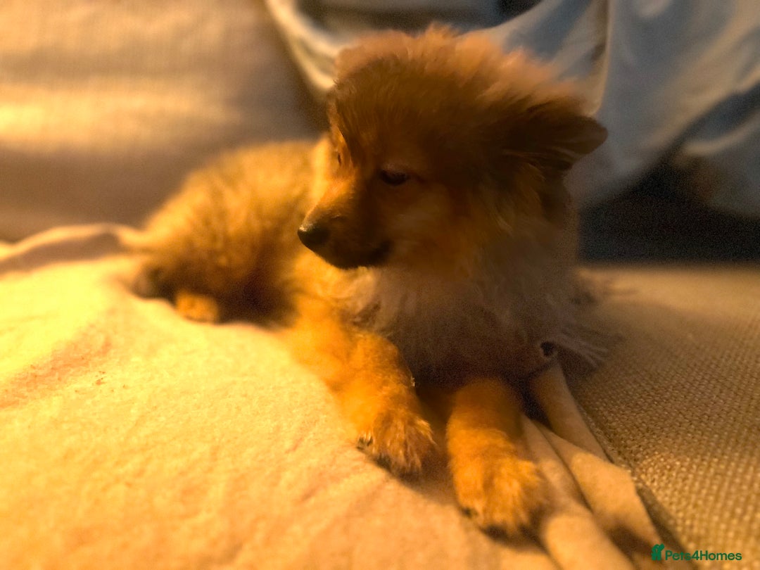 Mixed Breed dogs for sale: Forever Home Wanted  - Advert 5