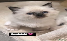 Ragdoll cats for sale: GCCF REGISTERED DNA TESTED PARENTS AND CLEAR  - Image 23