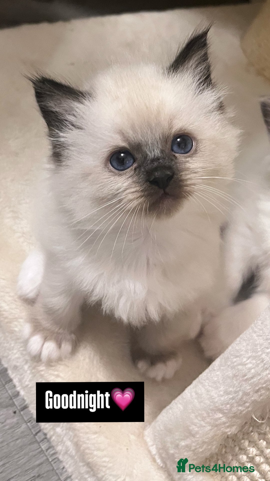 Ragdoll cats for sale: GCCF REGISTERED DNA TESTED PARENTS AND CLEAR  - Image 23