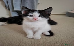 Mixed Breed cats for sale: seven funny kittens - Image 19