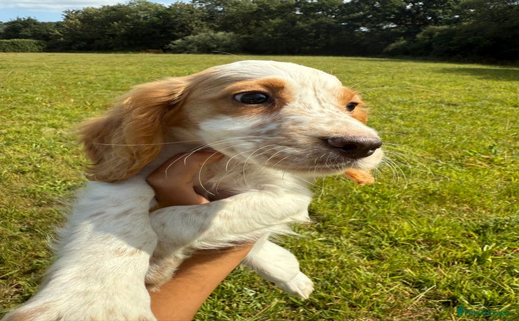 Cocker Spaniel dogs - Advert 11