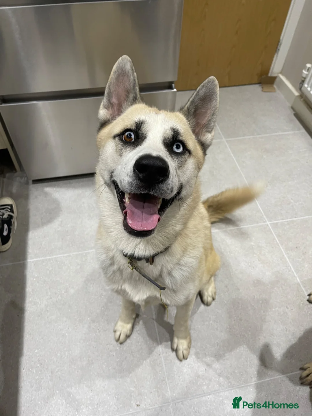 Huskita dogs for sale: Male huskita for sale - Advert 2
