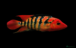 Cichlids fish for sale: South American cichlids all must go! - Image 9