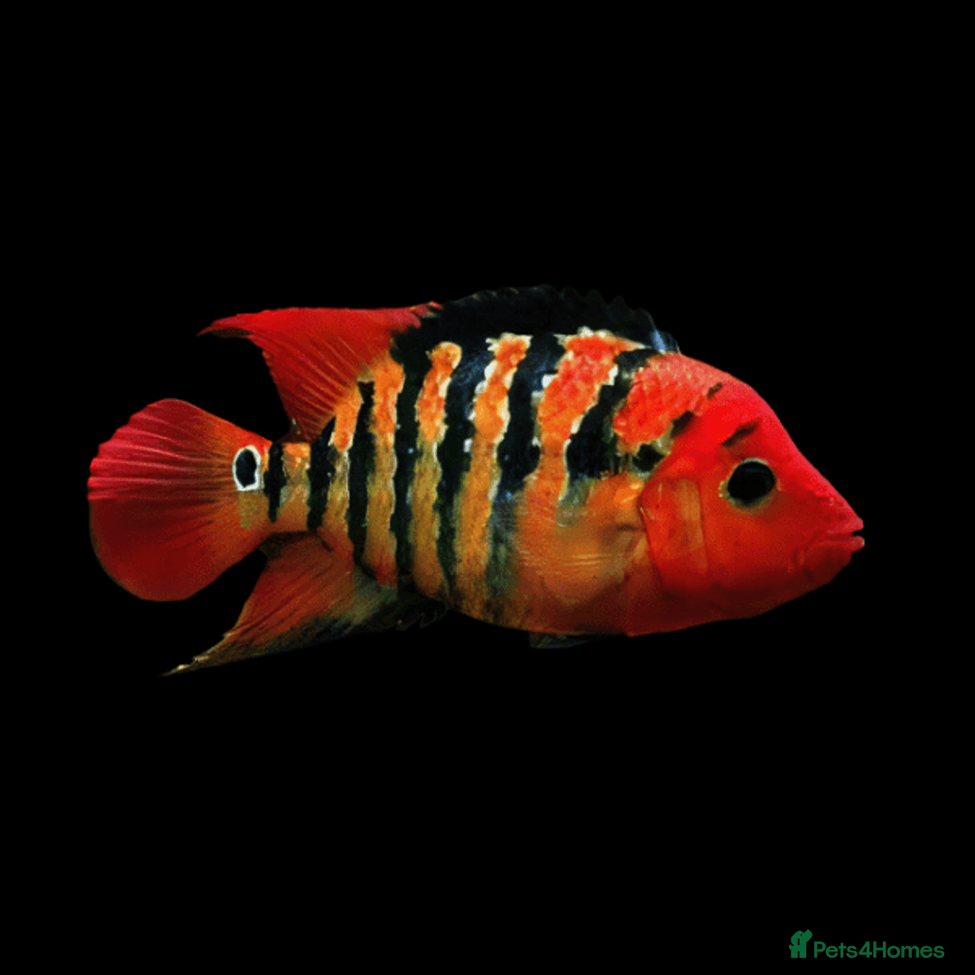 Cichlids fish for sale: South American cichlids all must go! - Image 9