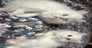 Persian cats - Advert 10