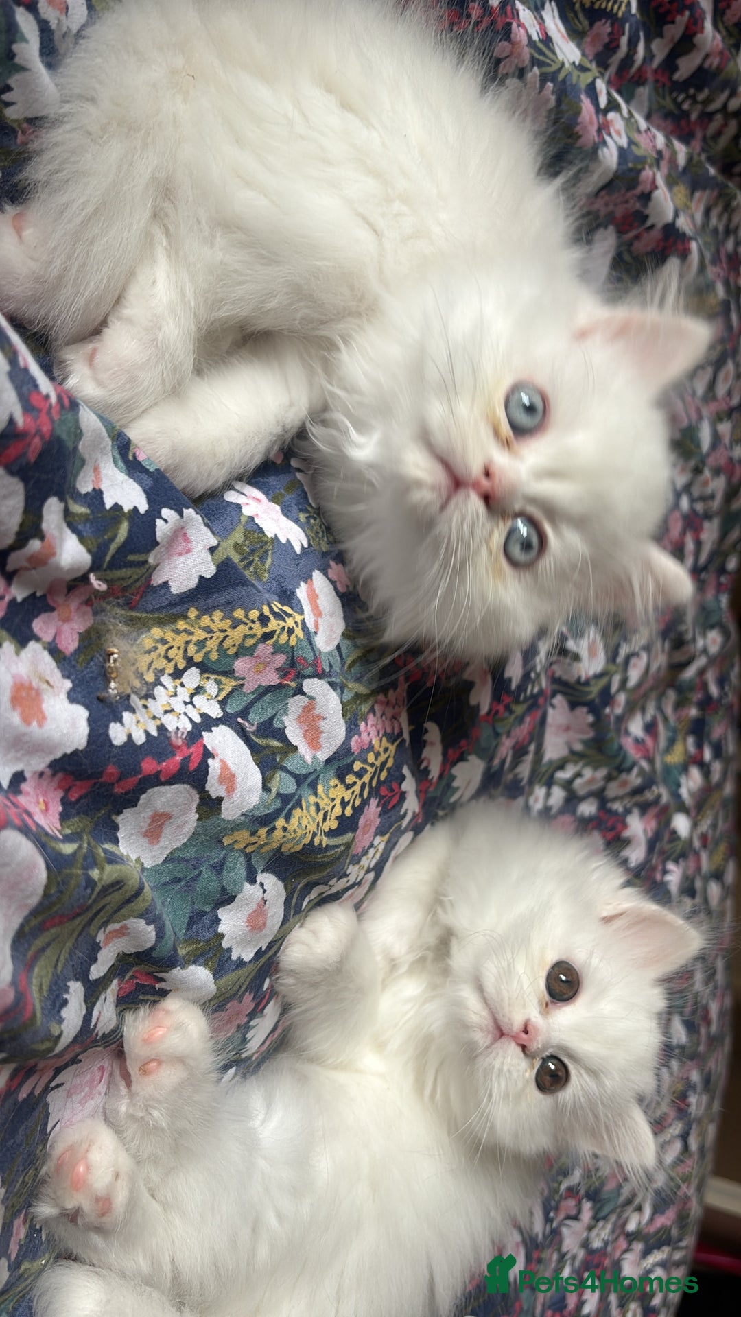 Persian cats for sale: Pure Persian baby's looking lovely home   - Image 2