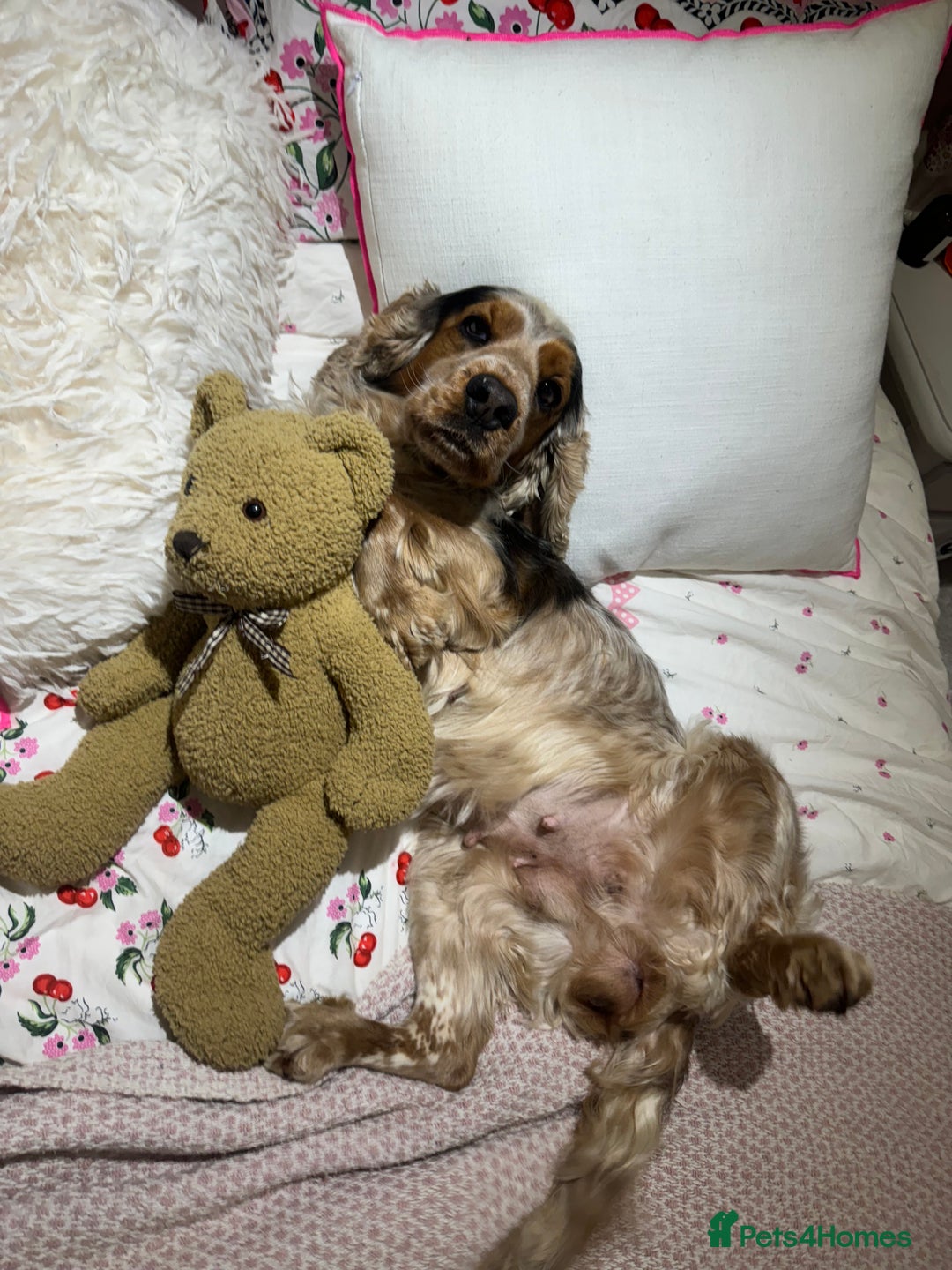 Cocker Spaniel dogs for sale: Exceptional litter of Show Type Cocker Spaniels - Advert 8