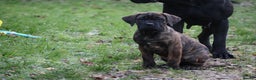 Presa Canario dogs for sale: Presa Canario Puppies (Recognised Breeder) - Advert 22
