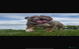 English Bulldog dogs for sale: Beautiful Female English Bulldog for sale  - Advert 7