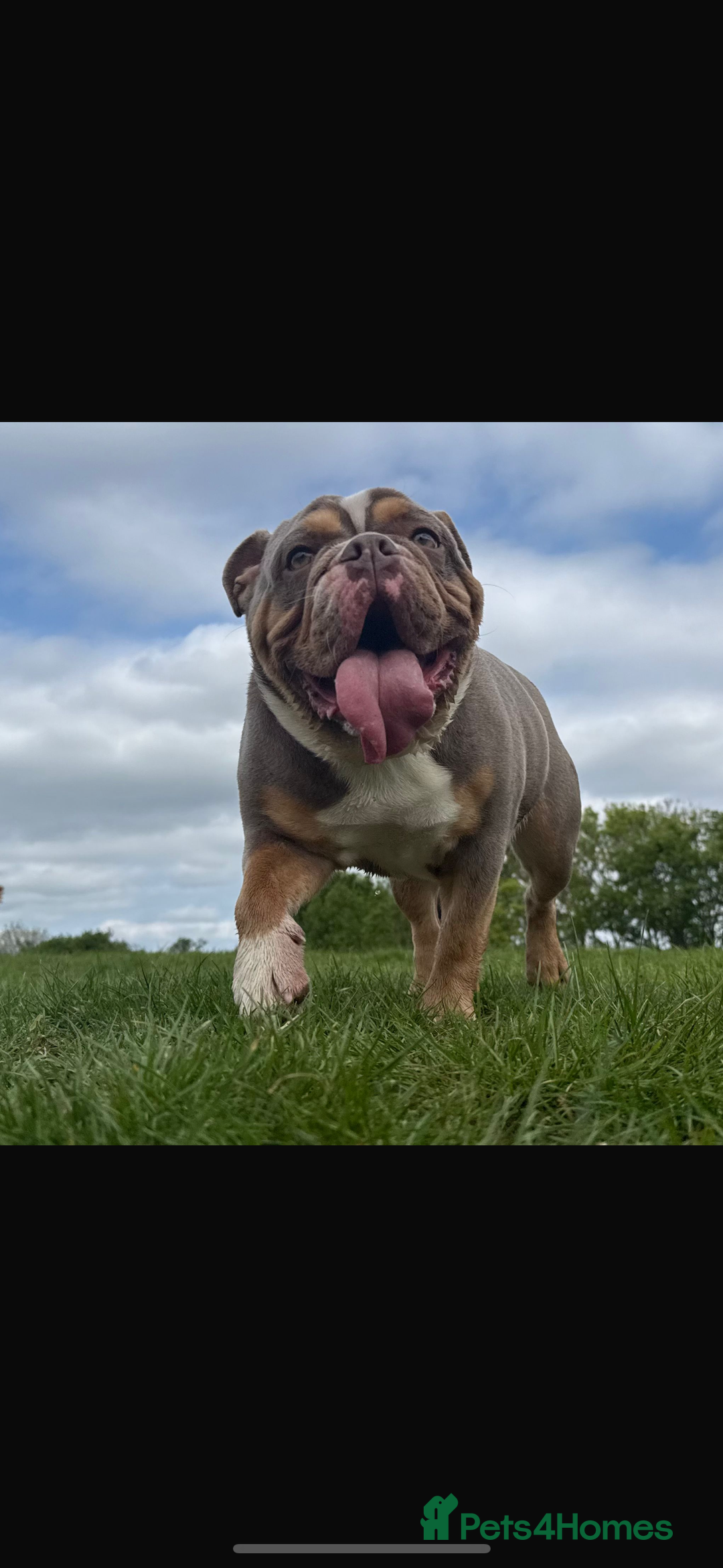 English Bulldog dogs for sale: Beautiful Female English Bulldog for sale  - Advert 7