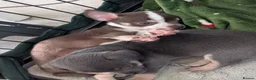 Chihuahua dogs for sale: Chihuahua puppys  in Louth - Advert 4
