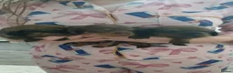 Miniature Dachshund dogs for sale: 3 stunning mìniture dachshunds - Advert 2