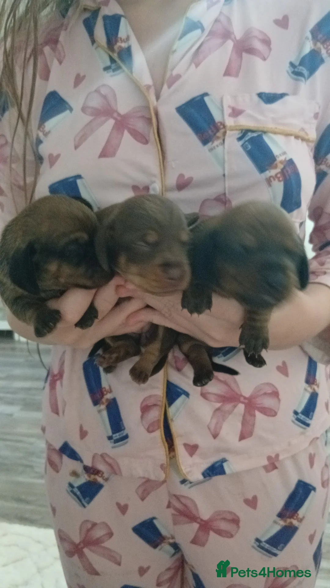 Miniature Dachshund dogs for sale: 3 stunning mìniture dachshunds - Advert 2
