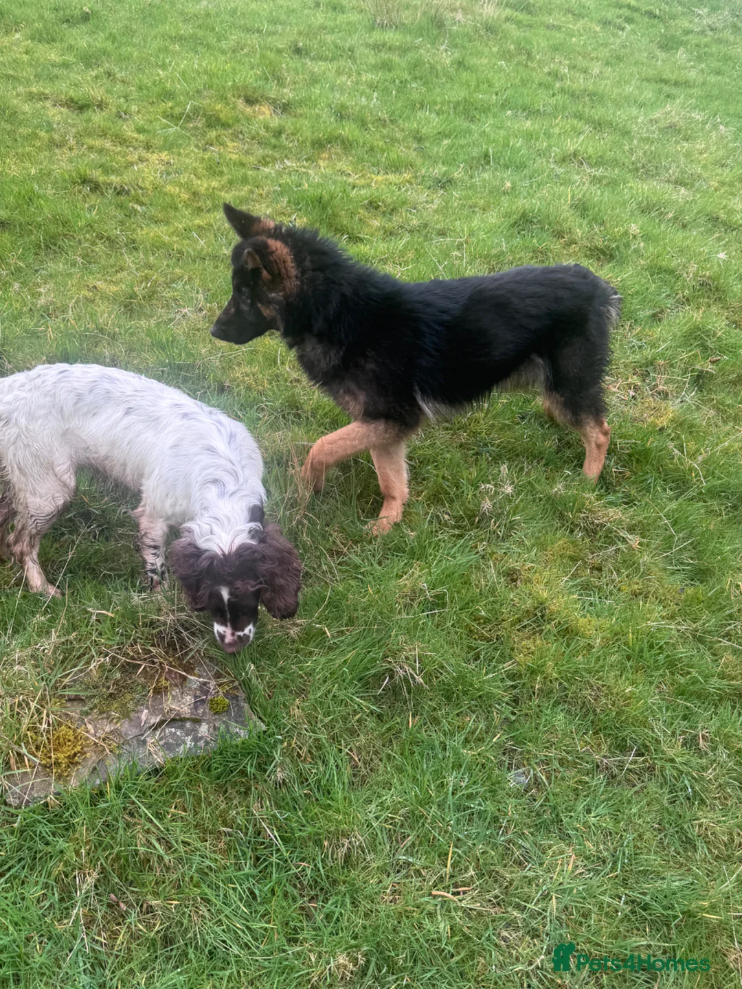 German Shepherd dogs for sale: German Shepard dog 8 months old in Halifax - Advert 2