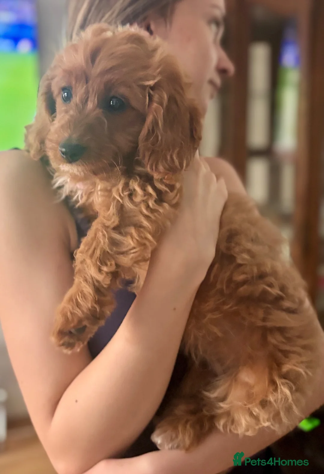 Cavapoochon dogs for sale: Super cute Cavapoochon’s ready now - Advert 1