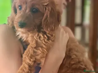 Cavapoochon dogs Super cute Cavapoochon’s ready now - Advert 5