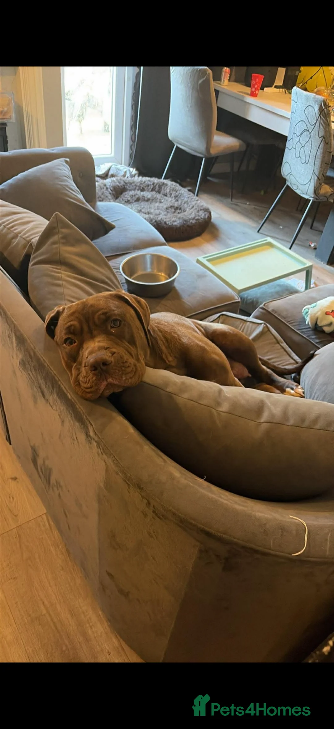 Mixed Breed dogs for sale: Presa cross dogue de Bordeaux  - Advert 2