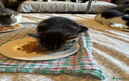 British Shorthair cats for sale: Kittens for sale  - Image 4
