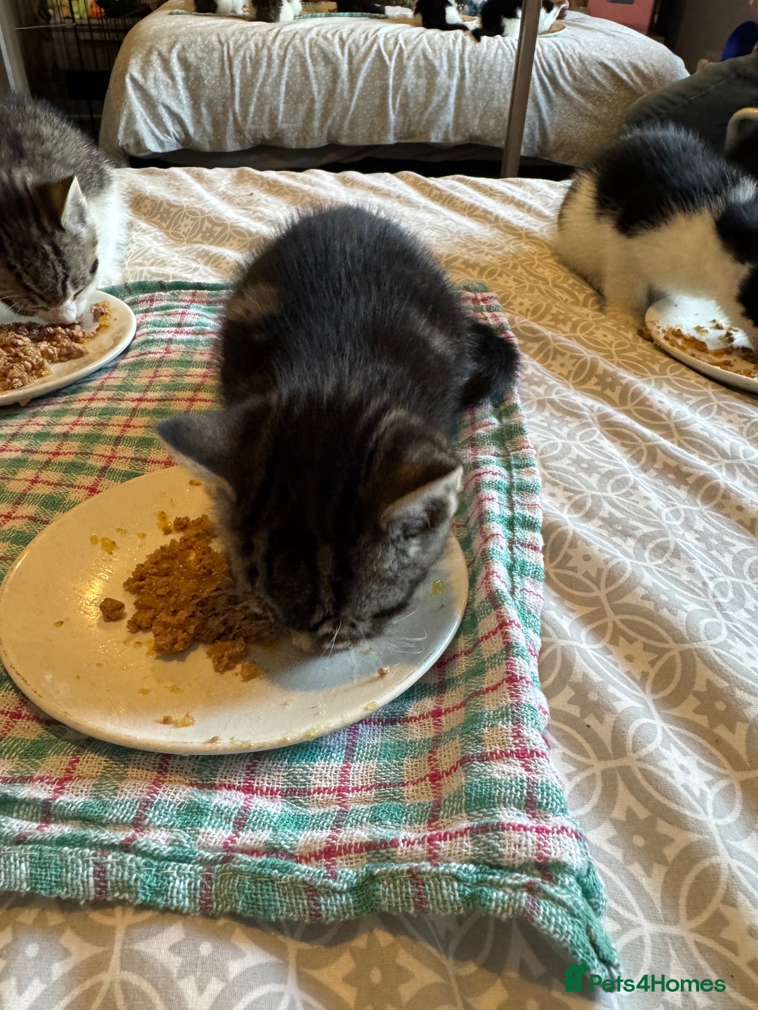 British Shorthair cats for sale: Kittens for sale  - Image 4