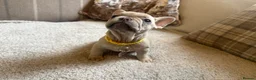 French Bulldog dogs for sale: French bulldog puppies - Advert 15