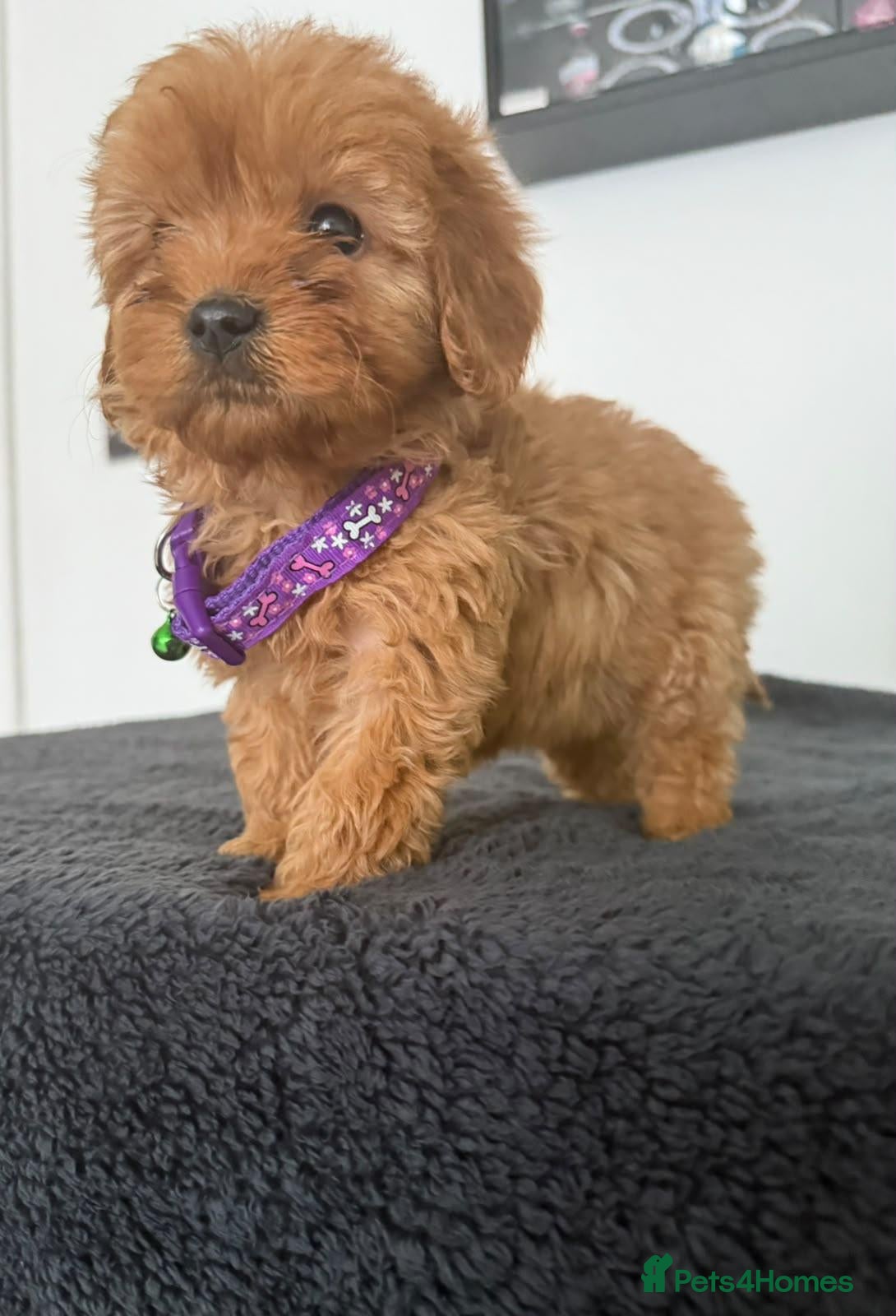 Cavapoo dogs Adorable poppies - Advert 11