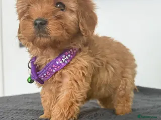 Cavapoo dogs Adorable poppies - Advert 11