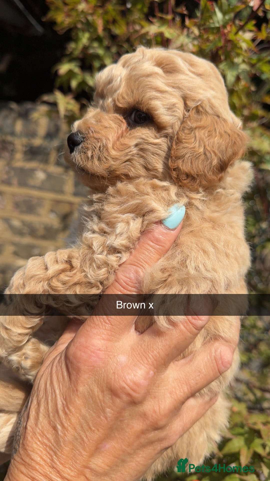 Poochon dogs for sale: Poochon Puppies - Image 28