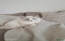 Neva Masquerade cats for sale: Siberian Neva Masquarade Kitten - Image 1