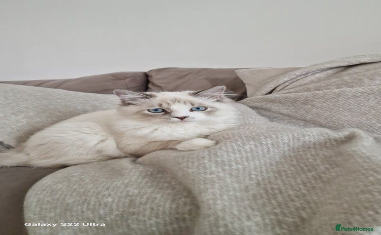 Neva Masquerade cats - Advert 1