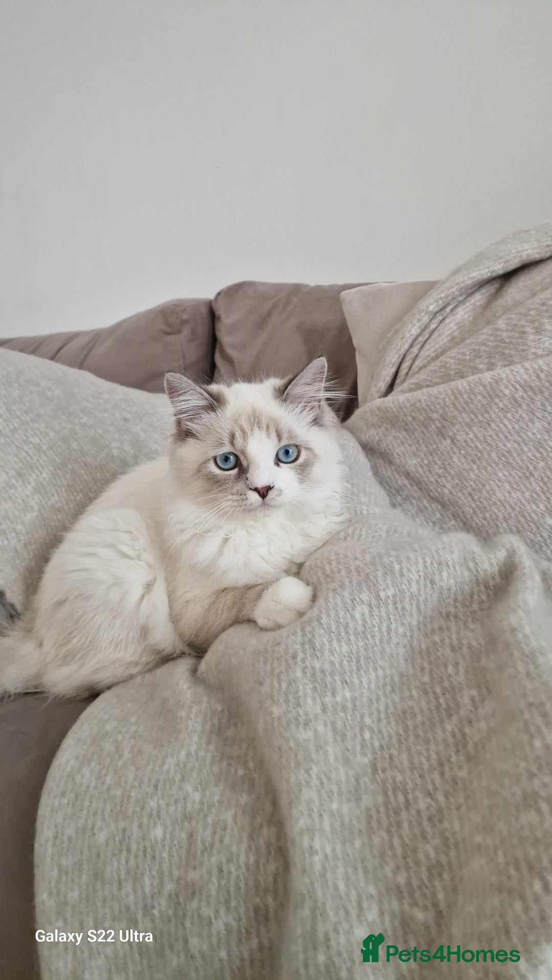 Neva Masquerade cats for sale: Siberian Neva Masquarade Kitten - Image 1
