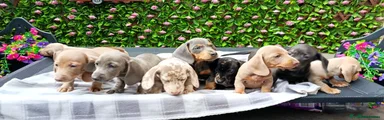 Miniature Dachshund 3