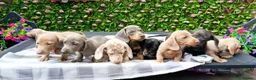 Miniature Dachshund dogs for sale: RAINBOW MINIS KC REG PRA CLEAR  - Advert 10