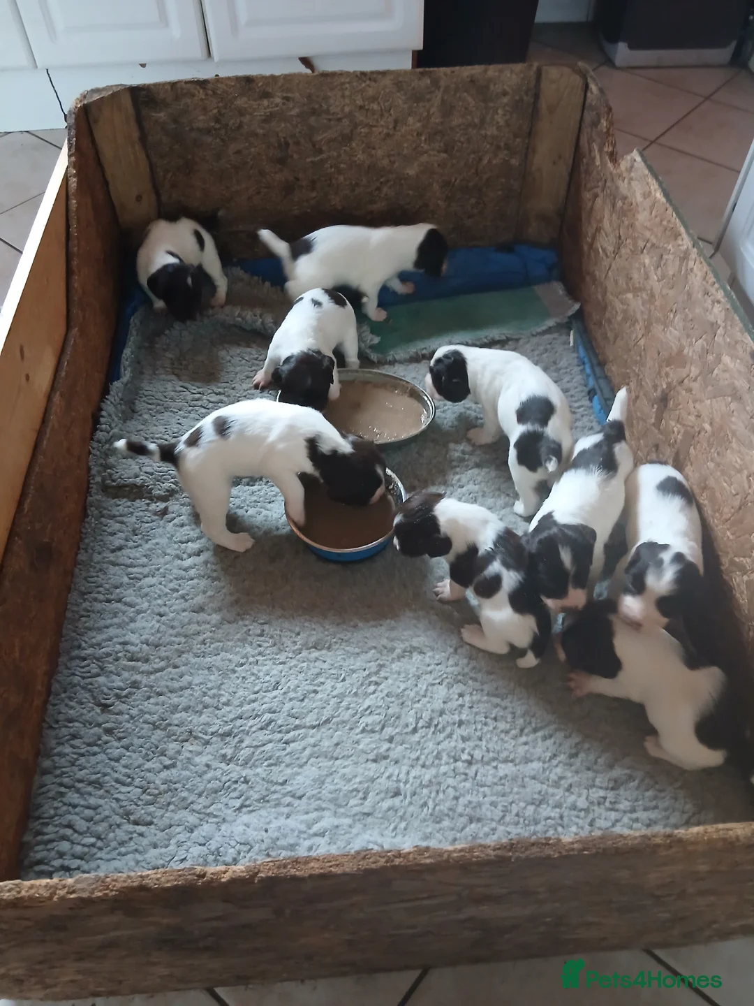 English Springer Spaniel dogs for sale: Springer spaniel pups - Advert 2