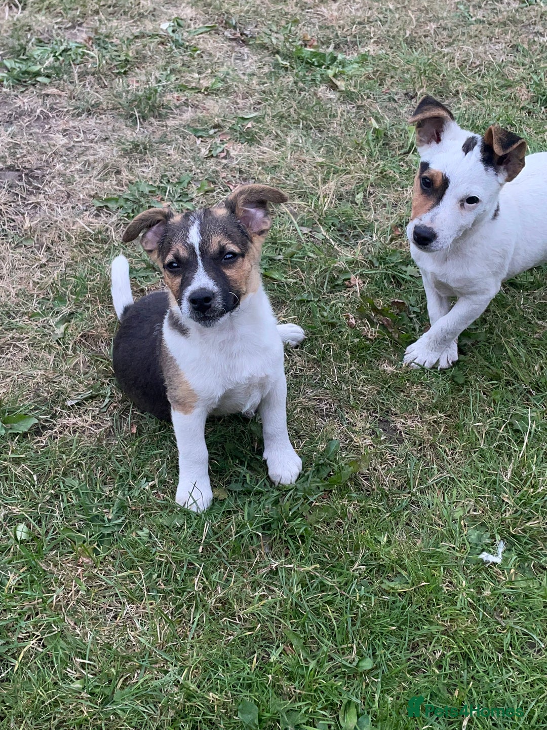 Jack Russell dogs for sale: Jack Russel puppies for sale - Image 6