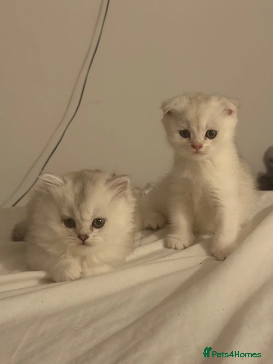 Scottish Fold cats for sale: Gorgeous Scottish fold kittens in London - Advert 2